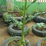 DA-CARES promotes the bio-intensive method in gardening