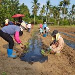 Quezon Agricultural Research and Experiment Station (QARES) mobilizes its farmworkers in conducting a series of farm activities