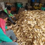 Tons of corn seeds on process for distribution to farmers