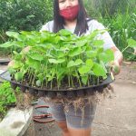 APCO-Batangas distributes ready-to-plant vegetable seedlings