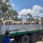 A total of 100 livestock farmer-beneficiaries from Laurel, Batangas receive 100 heads of cattle from the Department of Agriculture Region IV-CALABARZON through its Regional Livestock Program