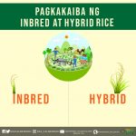 pagkakaiba ng inbred at hybrid rice