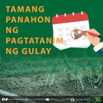 TAMANG PANAHON NG PAGTATANIM NG GULAY