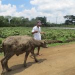 The Regional Livestock Program of the Department of Agriculture (DA) Region IV-CALABARZON provided a total of 15 carabao heifers to 15 farmers of barangays Cawongan and Quilo-Quilo South in Padre Garcia, Batangas