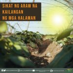 sikat ng araw na kailangan ng mga halaman