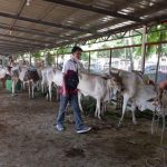 The Department of Agriculture (DA) Region IV-CALABARZON turned over 100 heads of cattle to the City Government of Lipa today, May 9, 2020.