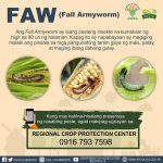 FAW (Fall Armyworm)