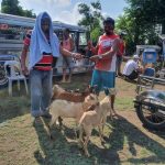 Taal-affected farmers from Talisay receive animal interventions from DA