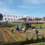 LARES employees harvest another batch of vegetables