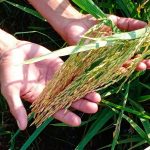 Baras farmers to harvest more yield via system of rice intensification