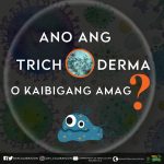 Ano ang Trichoderma o Kaibigang Amag?