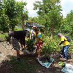 Laguna farmers plant coffee seedlings through DA’s Taal rehab program