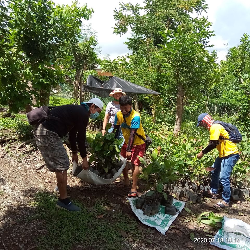 Laguna farmers plant coffee seedlings through DA’s Taal rehab program ...