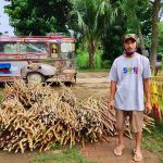 Tanauan farmers receive cassava seed pieces through DA’s Plant, Plant, Plant Program