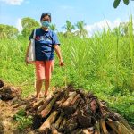 Taal-affected farmers in Tanauan receive 2nd batch of banana suckers from DA