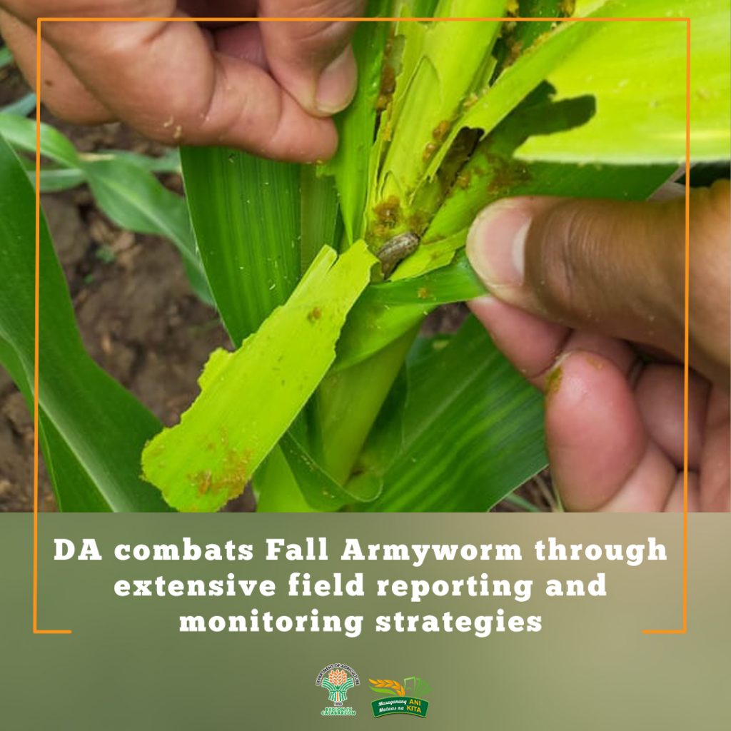 DA combats Fall Armyworm through extensive field reporting and monitoring strategies