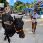 DA delivers P7M-worth of carabaos, cattle to Taal-affected farmers in Batangas