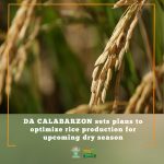 DA CALABARZON sets plans to optimize rice production for upcoming dry season