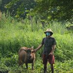 Laguna farmers receive carabaos, cattle from DA 4A