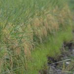 34k rice farmers in CALABARZON receive seeds, fertilizers support via DA’s RRP, RCEF; 37k ha of rice field planted