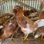 Poultry multiplier breeder farm to be established in Laguna under Bayanihan II