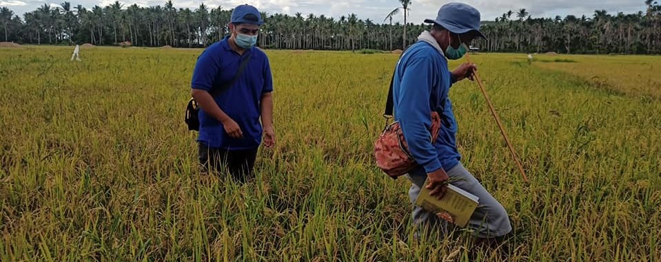 Macalelon, San Narciso, San Francisco rice farmers satisfied with RRP 2 seeds