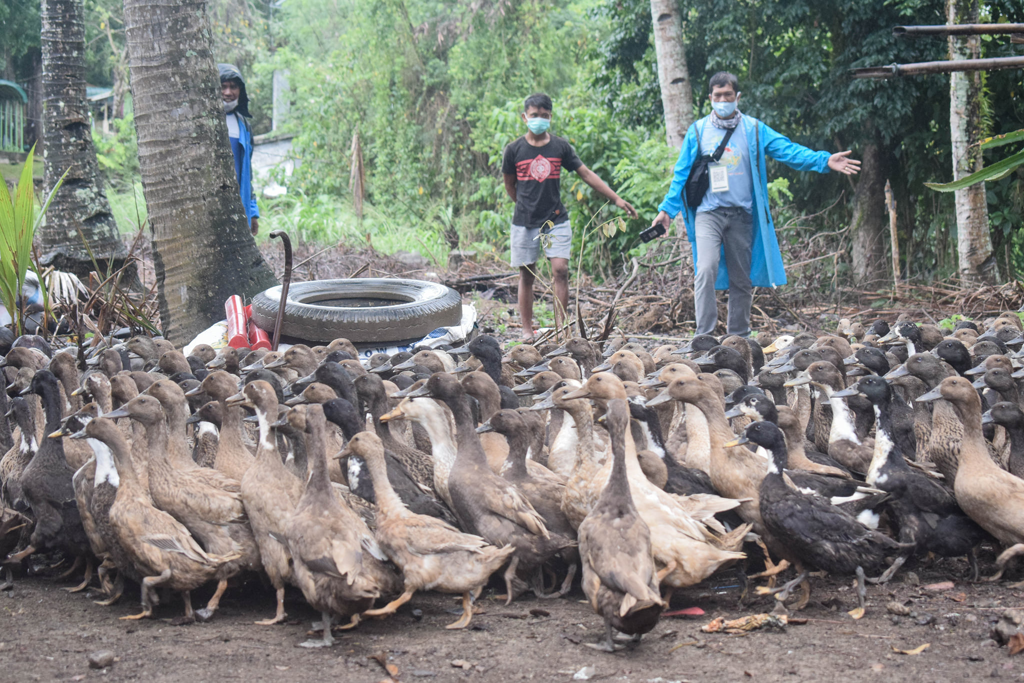 poultry-based livelihood assistance from DA-4A