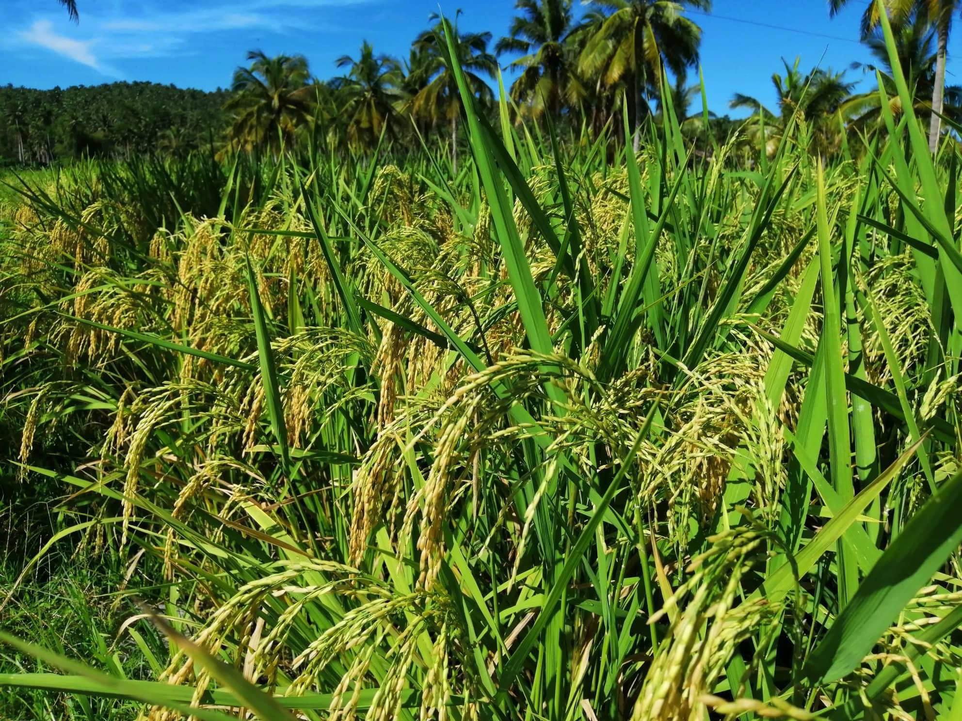 DA-4A promotes, boosts hybrid rice production thru community farming program