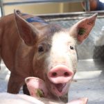 DA-4A, DA-BAI, RAFC, ProVets join forces to implement swine repopulation program in CALABARZON