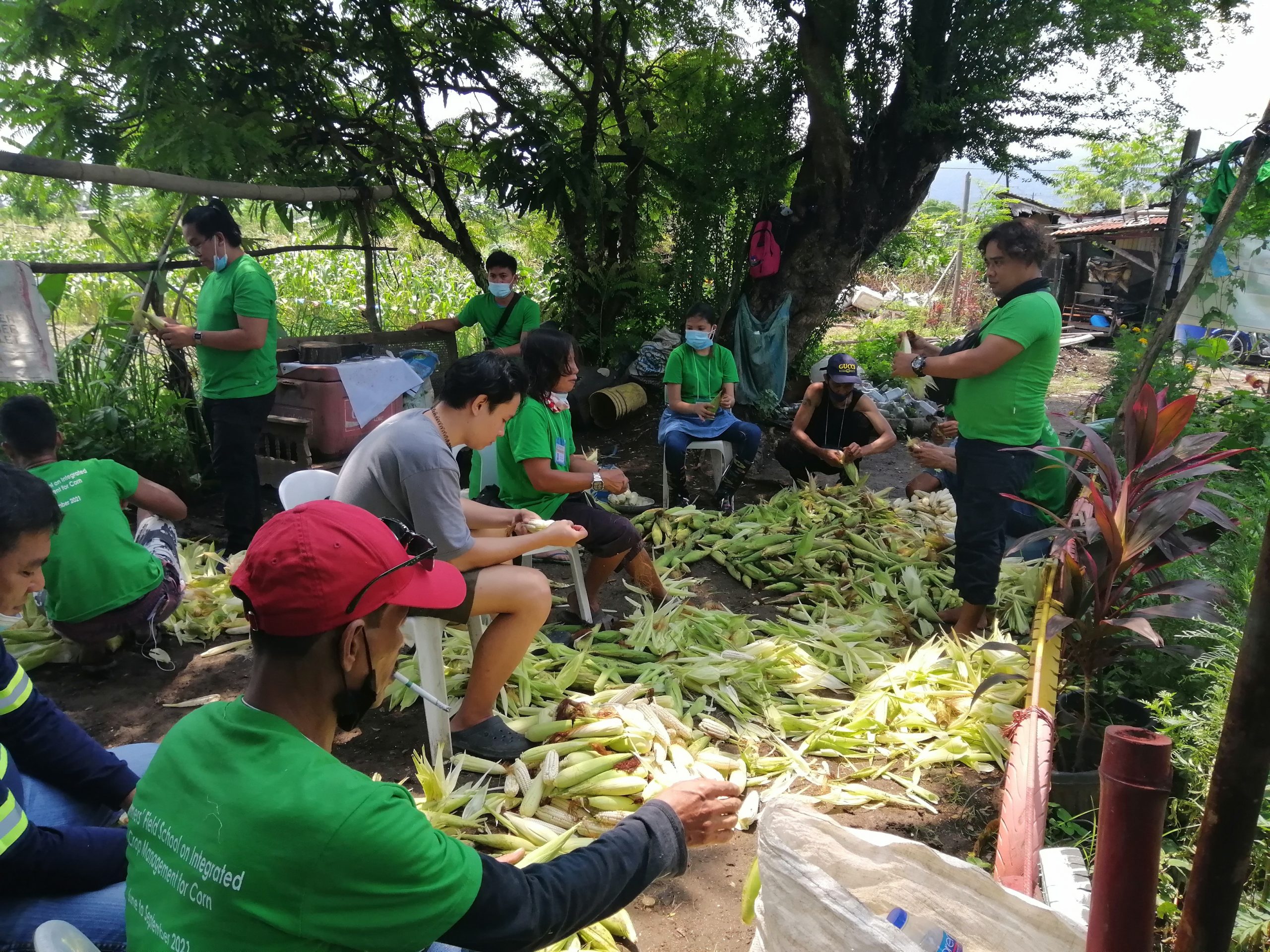 Magsasaka ng palay at gulay sa Calamba, makakapagtanim na ng mais sa ...