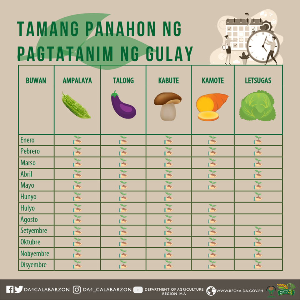 TAMANG PANAHON NG PAGTATANIM NG GULAY - Department Of Agriculture ...